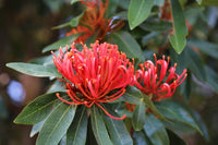 Queensland Tree Waratah (Alloxylon flammeum) - Ladybird Nursery