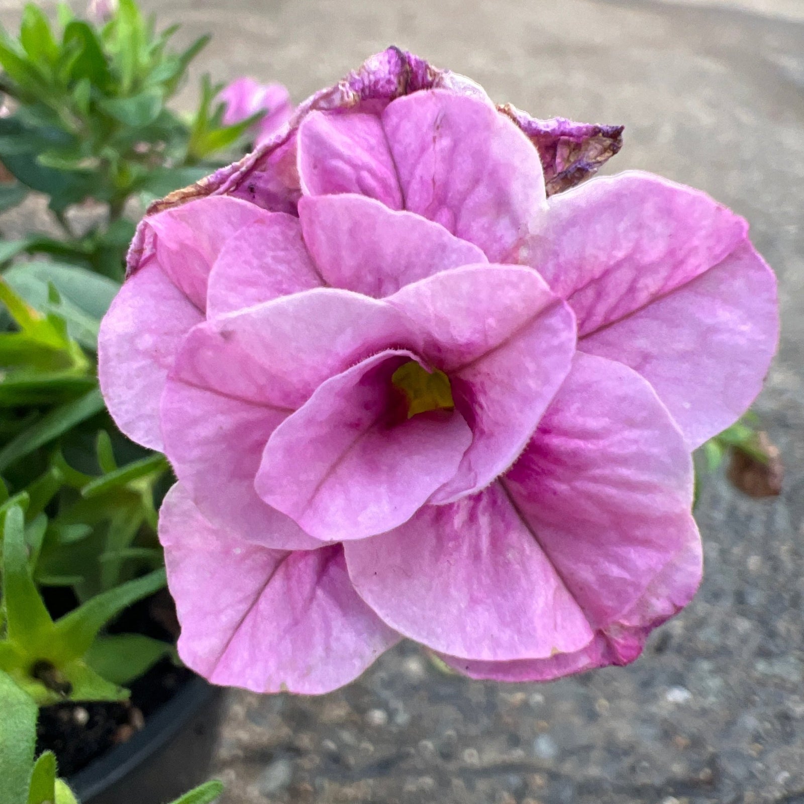 Calibrachoa 'Double Pink' - Ladybird Nursery