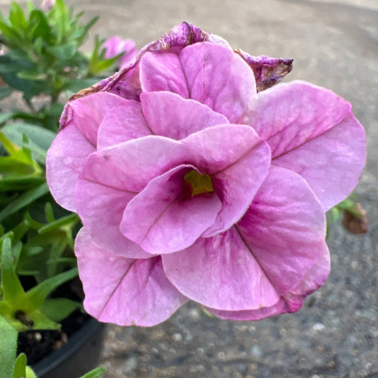 Calibrachoa 'Double Pink' - Ladybird Nursery