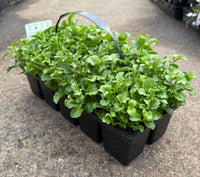 Lobelia Erinus 'Riviera White' 10 Cell Pot (PICK UP ONLY) - Ladybird Nursery