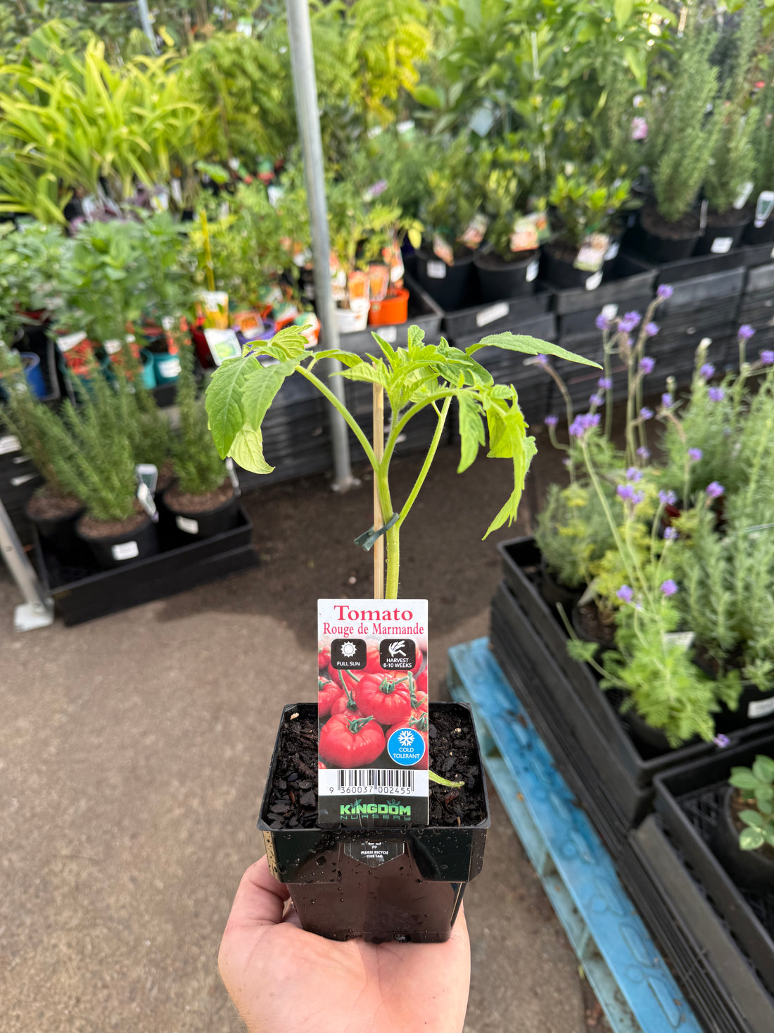 Tomato 'Rouge De Marmande'