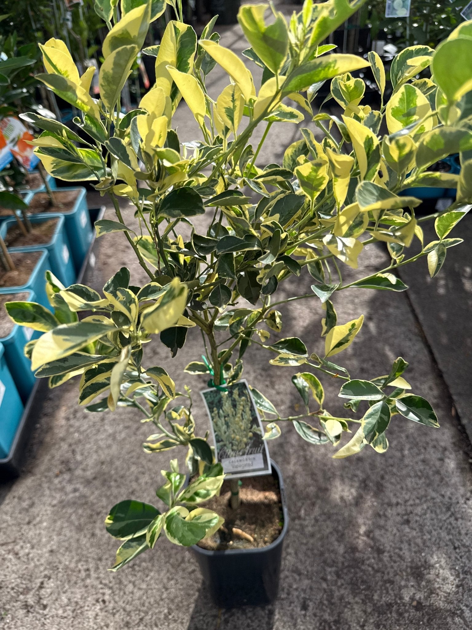 Variegated Cumquat (QLD Only) - Ladybird Nursery