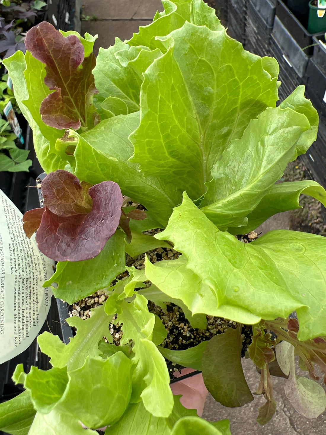 Lettuce 'Bistro Blend' (Pickup Only) - Ladybird Nursery