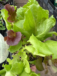 Lettuce 'Bistro Blend' (Pickup Only) - Ladybird Nursery