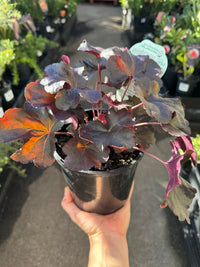 Heuchera ‘Obsidian’ - Ladybird Nursery