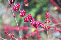 Coralberry (Symphoricarpos orbiculatus) - Ladybird Nursery