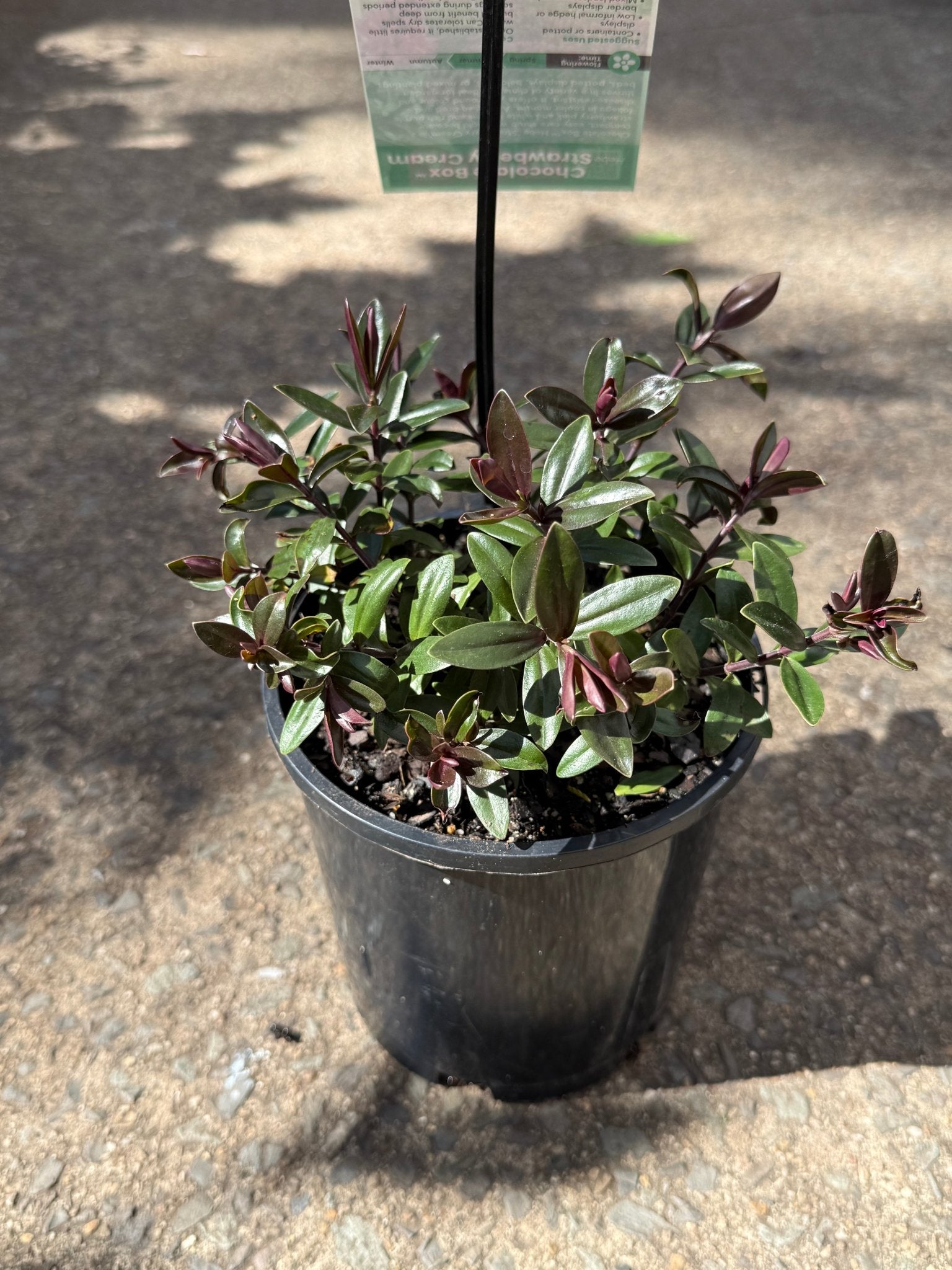 Hebe Chocolate Box 'Strawberry Cream' - Ladybird Nursery