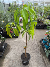 Dwarf Mango 'Alphonso' - Large (PICK UP ONLY) - Ladybird Nursery