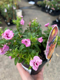 Calibrachoa 'Double Pink' - Ladybird Nursery