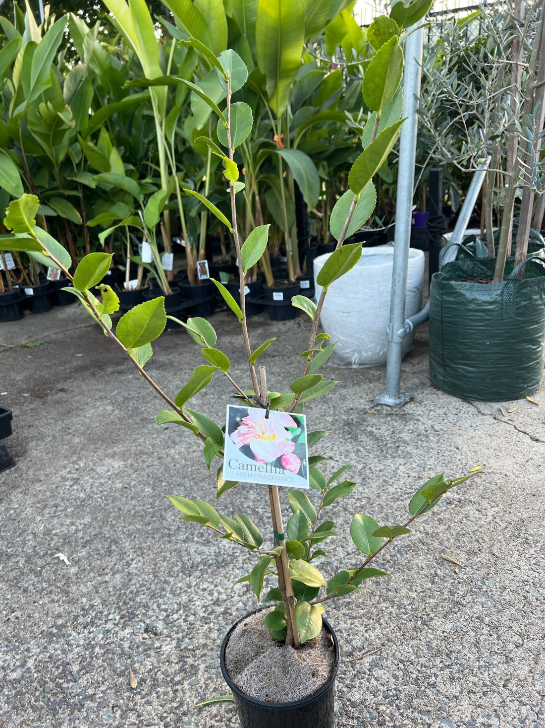 Camellia 'High Fragrance' (Camellia) - Ladybird Nursery