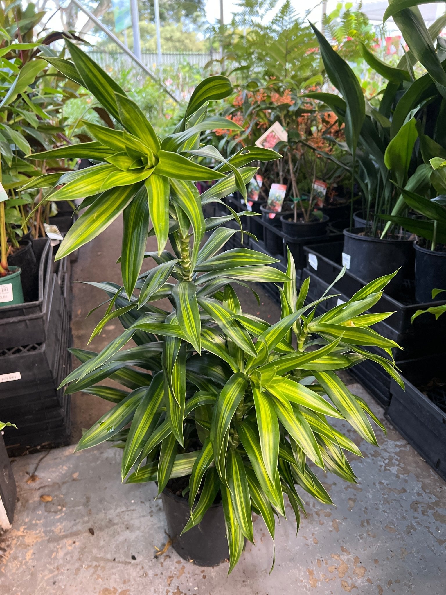 Dracaena 'Malay Stripe' (Pleomele) - Large - Ladybird Nursery