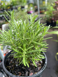 Rosemary 'Roman Blue' - Ladybird Nursery
