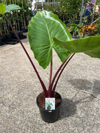 Alocasia 'Imperial Red' - Large