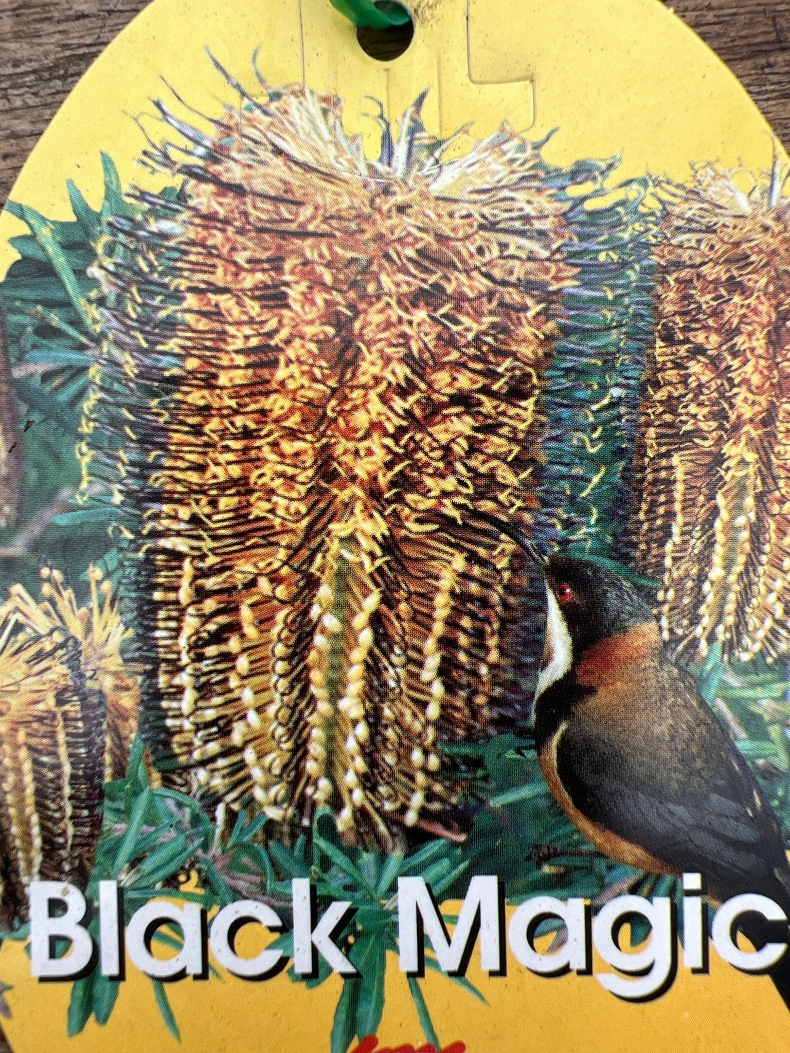 Banksia 'Black Magic' - Ladybird Nursery