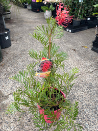 Grevillea 'Watermelonice' - Ladybird Nursery