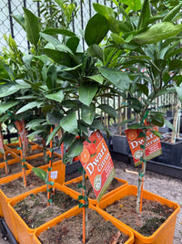 Dwarf Japanese Seedless Mandarin (QLD Only) - Ladybird Nursery