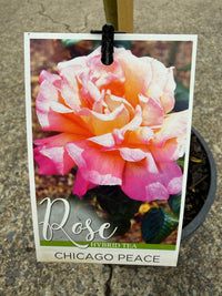 Rose 'Chicago Peace' - 3ft Standard (PICKUP ONLY) - Ladybird Nursery