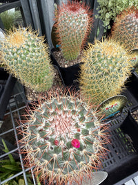 Lemon Ball Cactus (Mammillaria rhodantha ssp. pringlei) - Ladybird Nursery