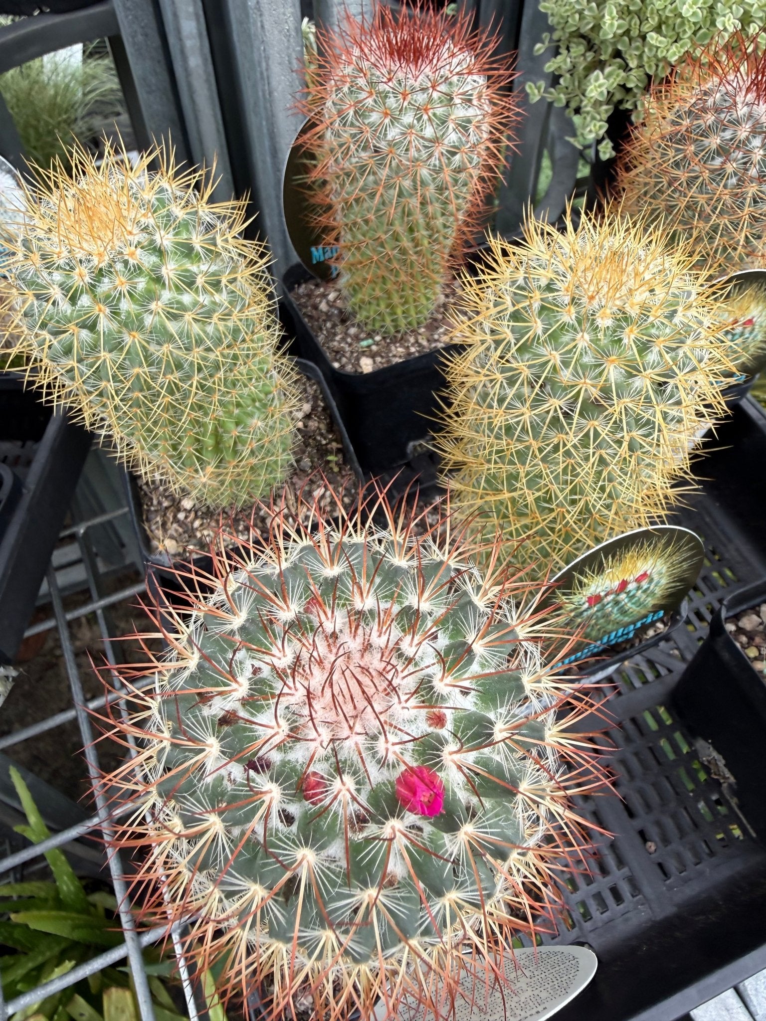 Lemon Ball Cactus (Mammillaria rhodantha ssp. pringlei) - Ladybird Nursery