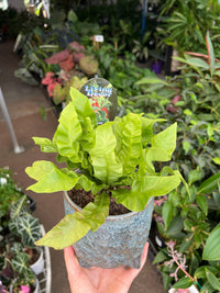 Indoor Plant Assortment in Ceramic Pots - Ladybird Nursery