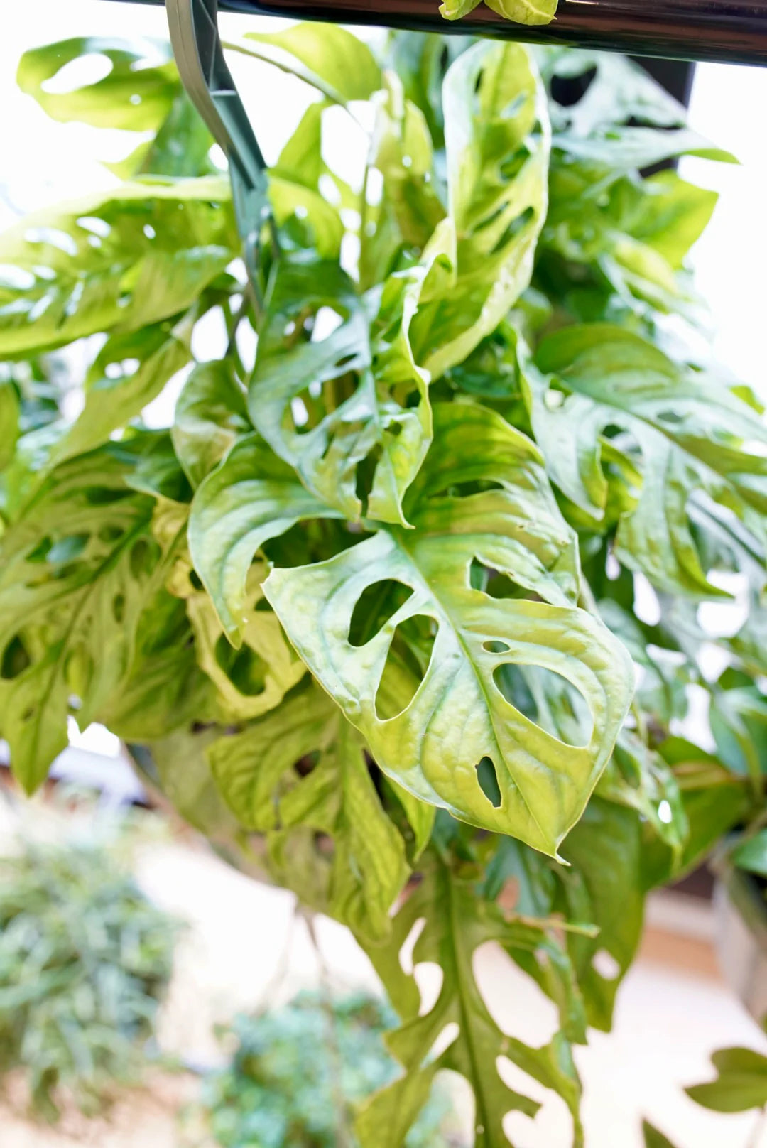 Swiss Cheese Plant Totem poles (Monstera adansonii)