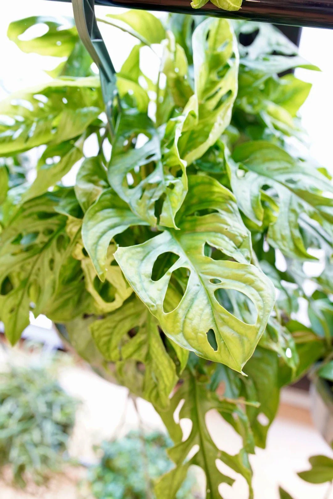 Swiss Cheese Plant Totem poles (Monstera adansonii) - Ladybird Nursery