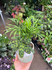 Small Indoor Plant Assortment in Ceramic Pots - Ladybird Nursery
