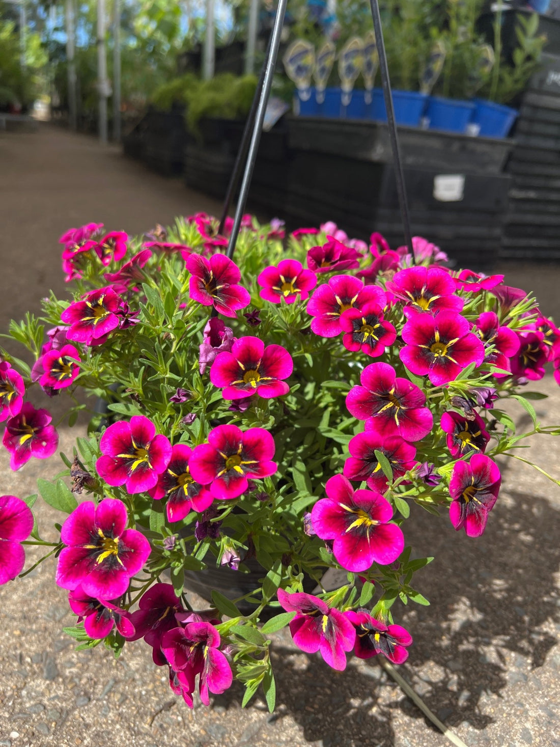Calibrachoa Cabaret 'Goodnight Kiss' - Ladybird Nursery