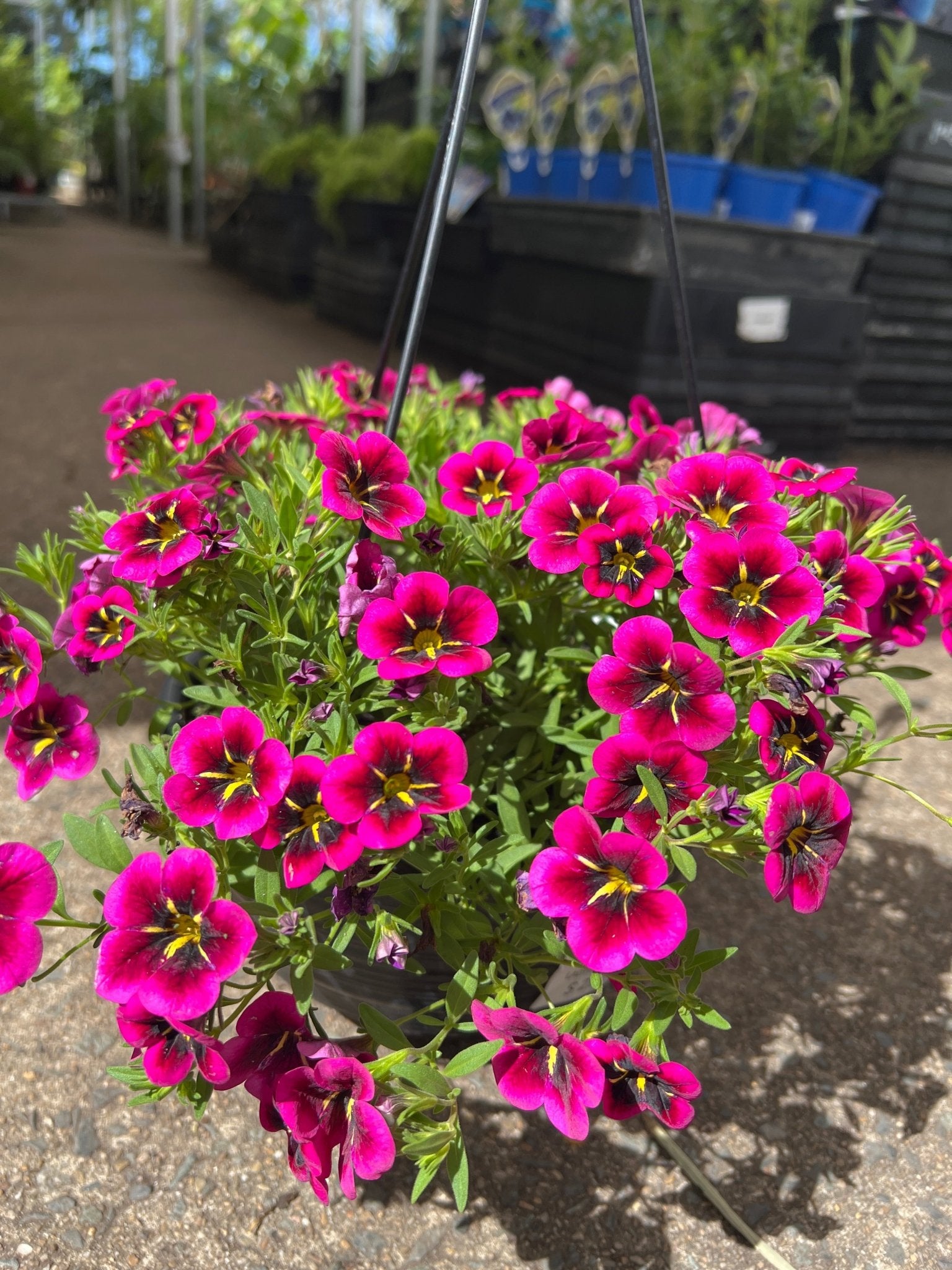 Calibrachoa Cabaret 'Goodnight Kiss' - Ladybird Nursery