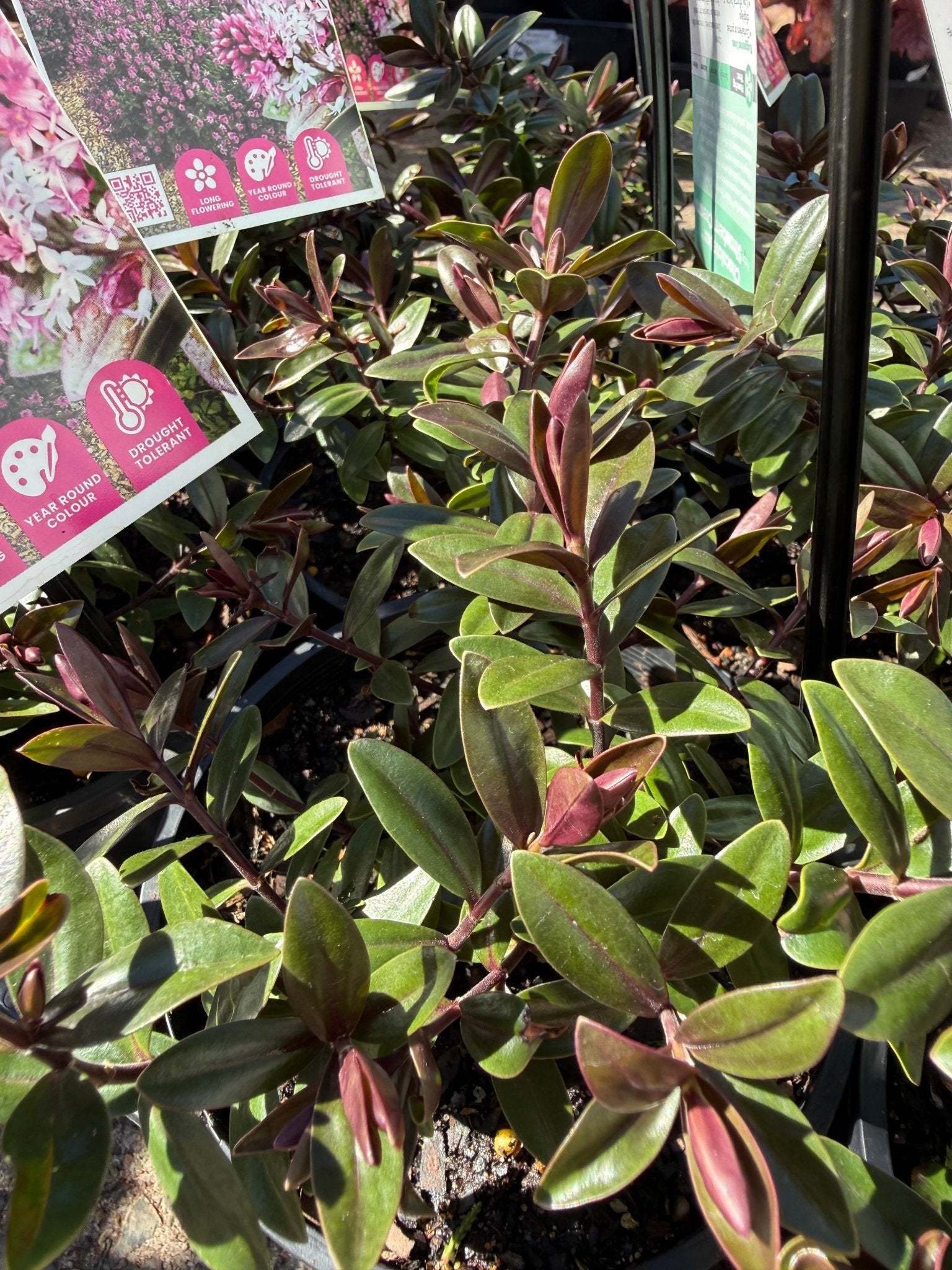 Hebe Chocolate Box 'Strawberry Cream' - Ladybird Nursery