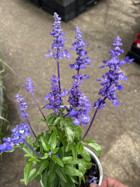 Salvia Unplugged 'So Blue' (Salvia Farinacea) - Ladybird Nursery