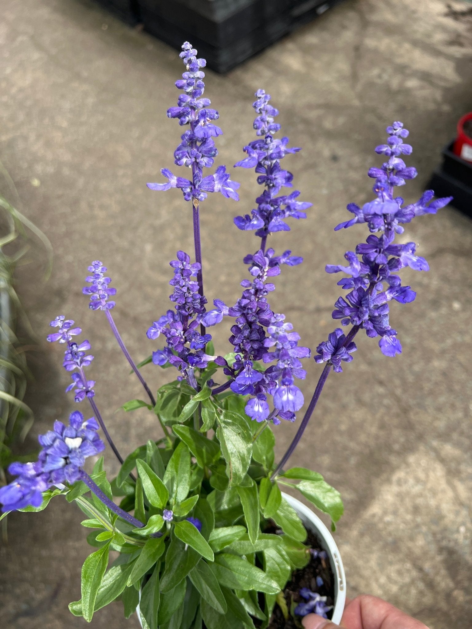 Salvia Unplugged 'So Blue' (Salvia Farinacea) - Ladybird Nursery