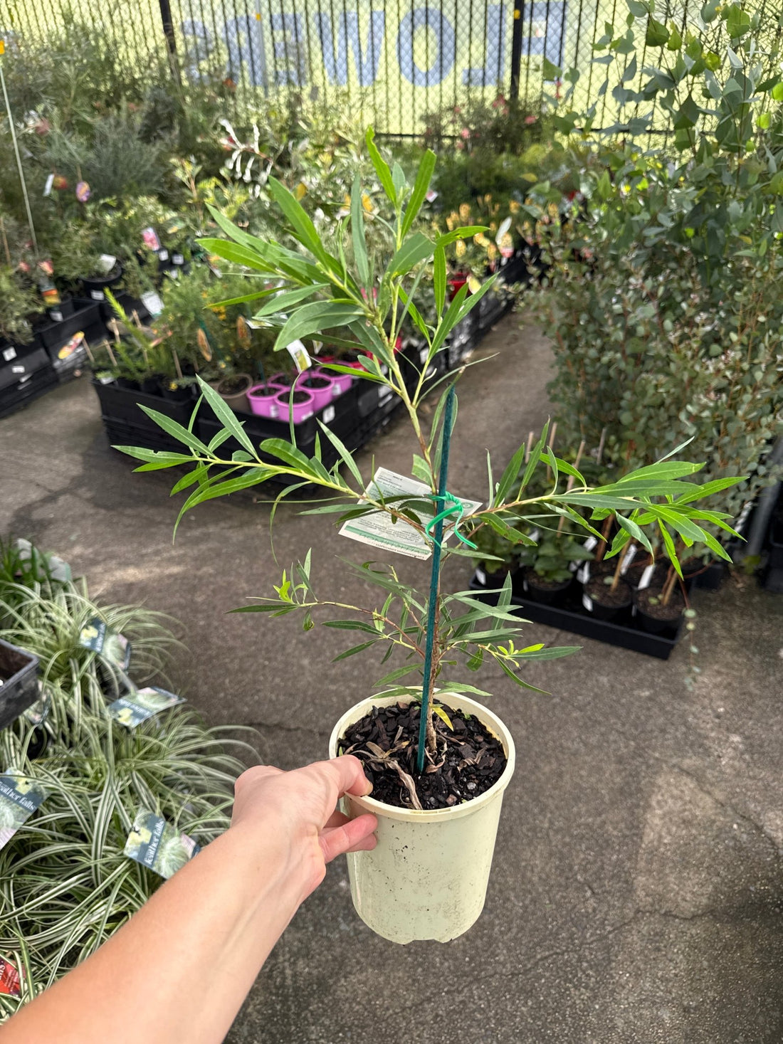 Dwarf Bottlebrush 'Wilderness White' (Callistemon viminalis) - Ladybird Nursery