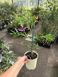 Dwarf Bottlebrush 'Wilderness White' (Callistemon viminalis) - Ladybird Nursery