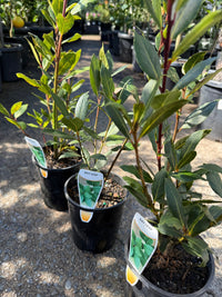 Bay Leaf (Laurus nobilis) - Ladybird Nursery