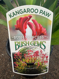 Kangaroo Paw 'Bush Princess' (Anigozanthos) - Ladybird Nursery