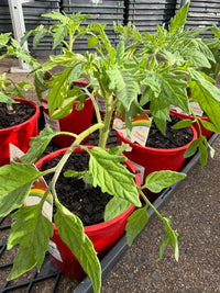 Tomato 'Black Krim' - Ladybird Nursery