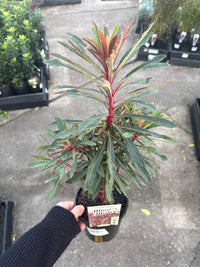 Miner’s Merlot (Euphorbia) - Ladybird Nursery