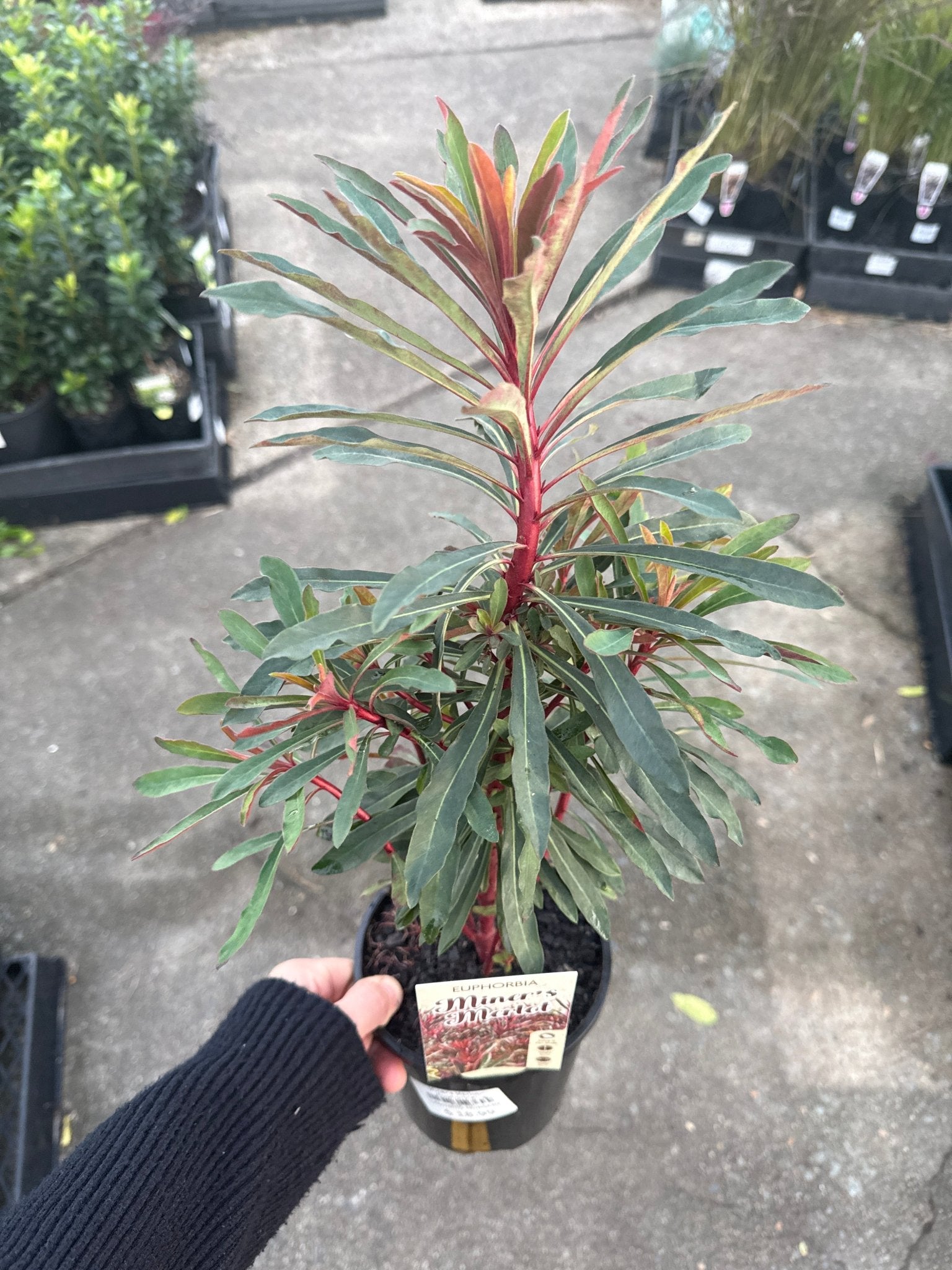 Miner’s Merlot (Euphorbia) - Ladybird Nursery