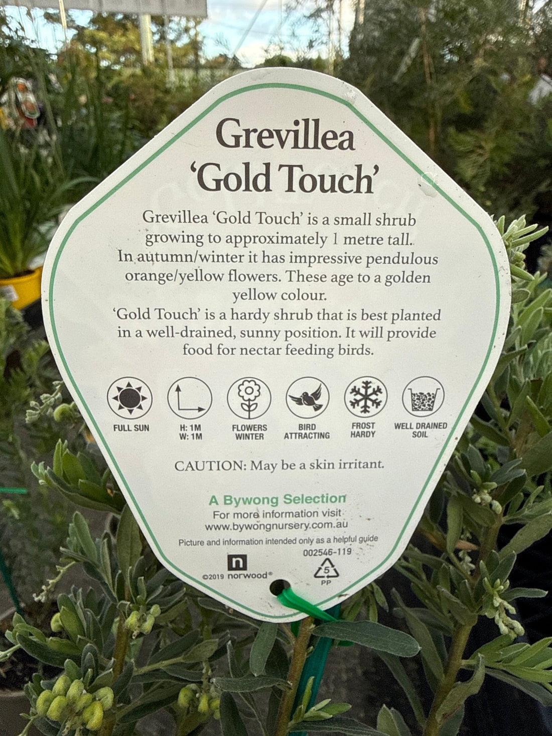 Dwarf Grevillea 'Gold Touch' - Ladybird Nursery