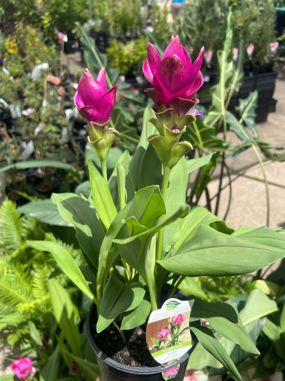 Siam Splash (Curcuma) - Ladybird Nursery