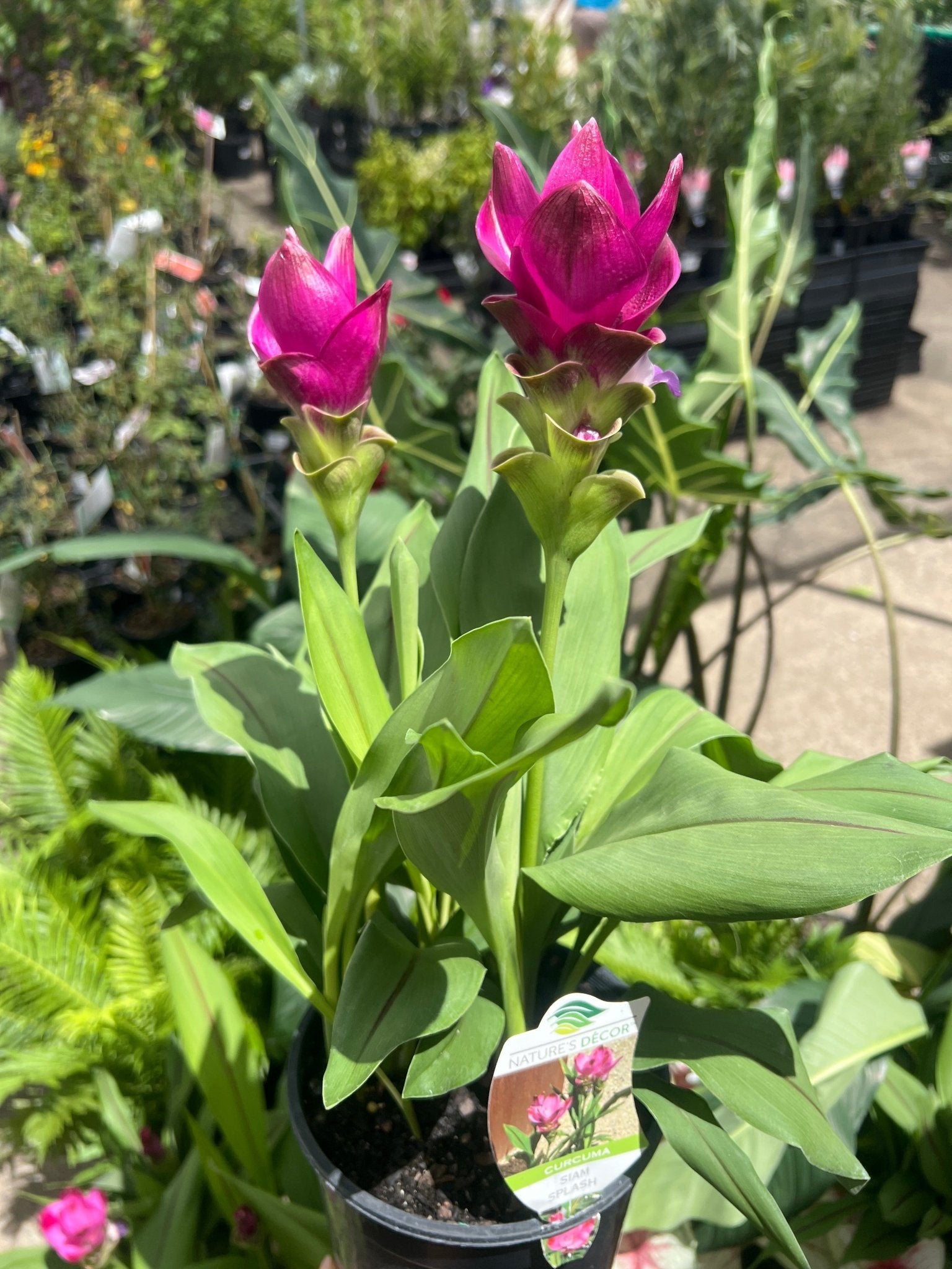 Siam Splash (Curcuma) - Ladybird Nursery