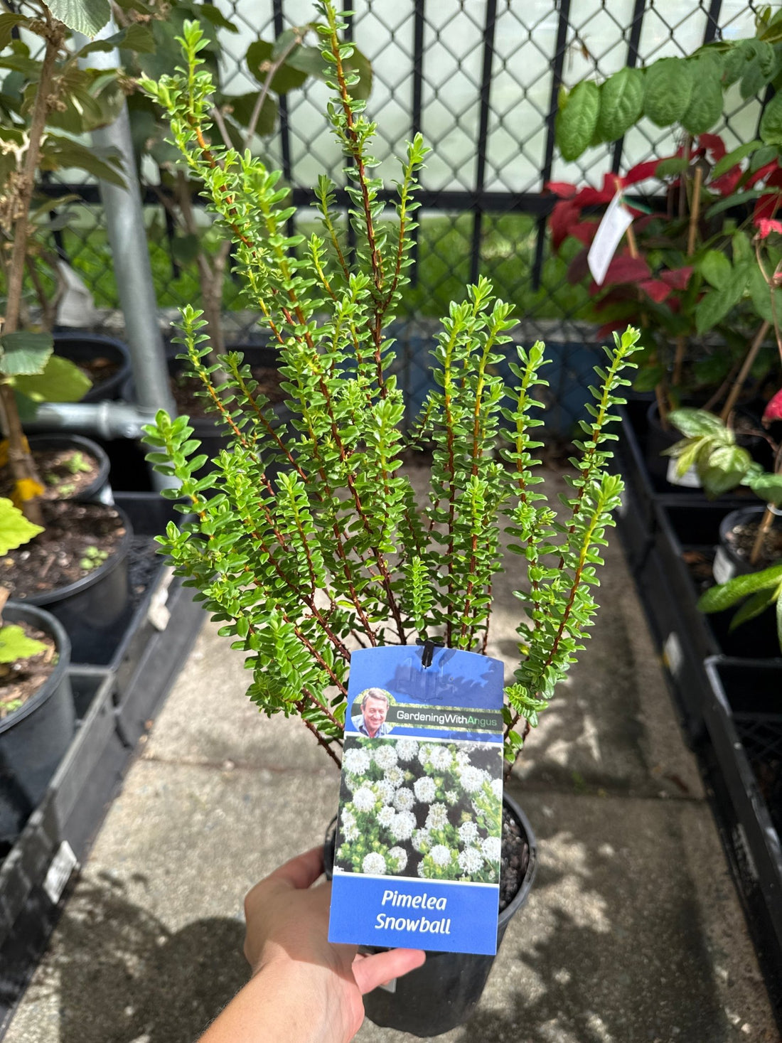 Pimelea ferruginea 'Snowball' - Ladybird Nursery