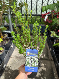 Pimelea ferruginea 'Snowball' - Ladybird Nursery