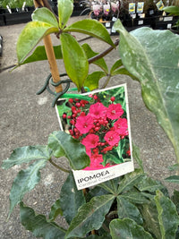 Cardinal Creeper (Ipomoea horsfalliae) - Ladybird Nursery