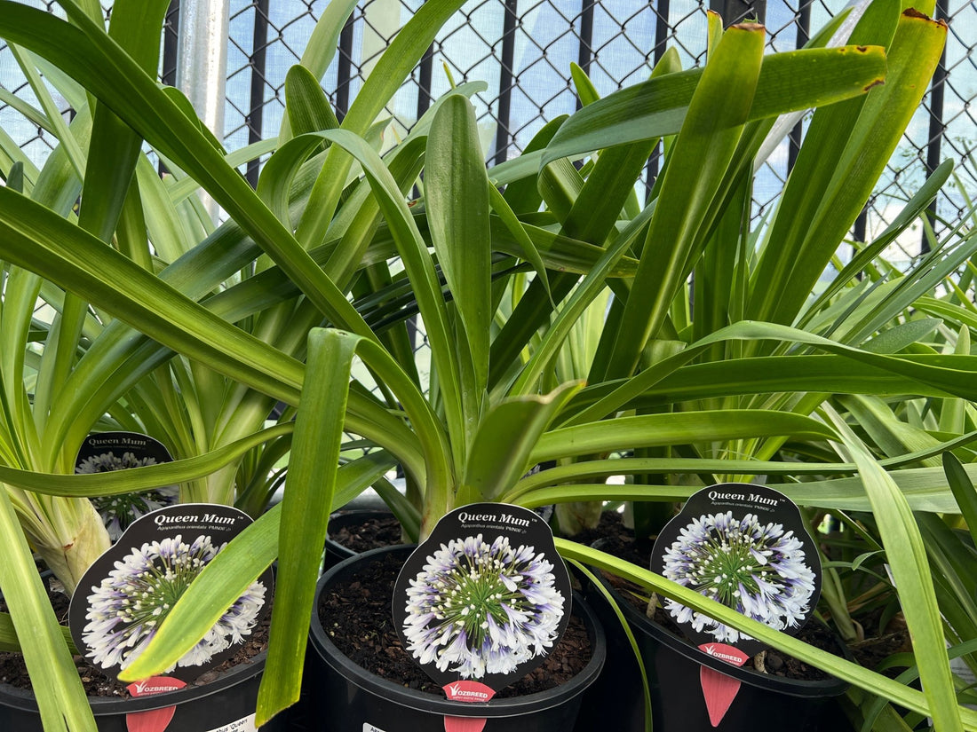 Agapanthus 'Queen Mum' - Large - Ladybird Nursery