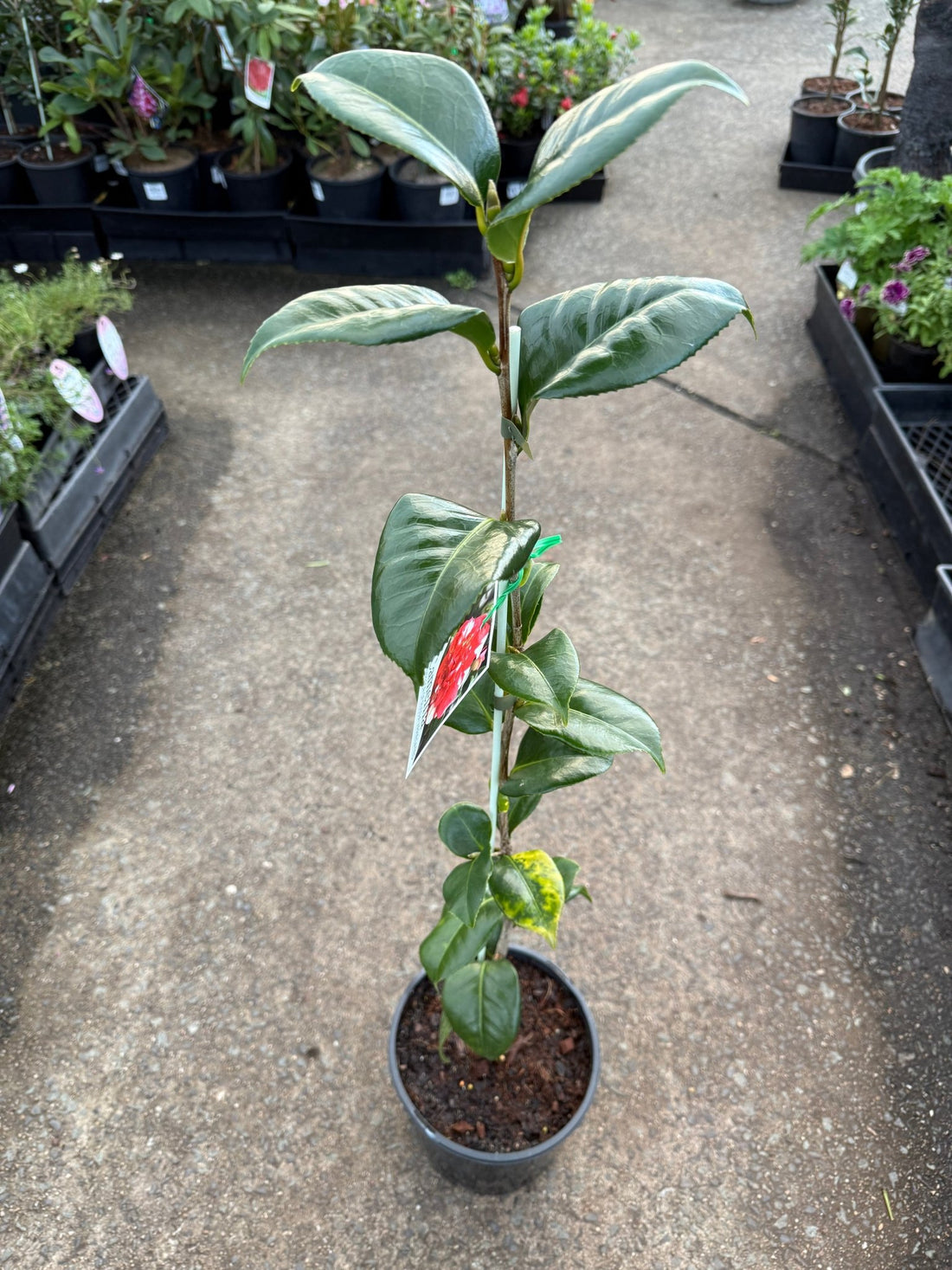 Camellia 'Emperor of Russia Variegated' - Large - Ladybird Nursery