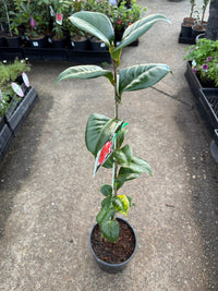 Camellia 'Emperor of Russia Variegated' - Large - Ladybird Nursery