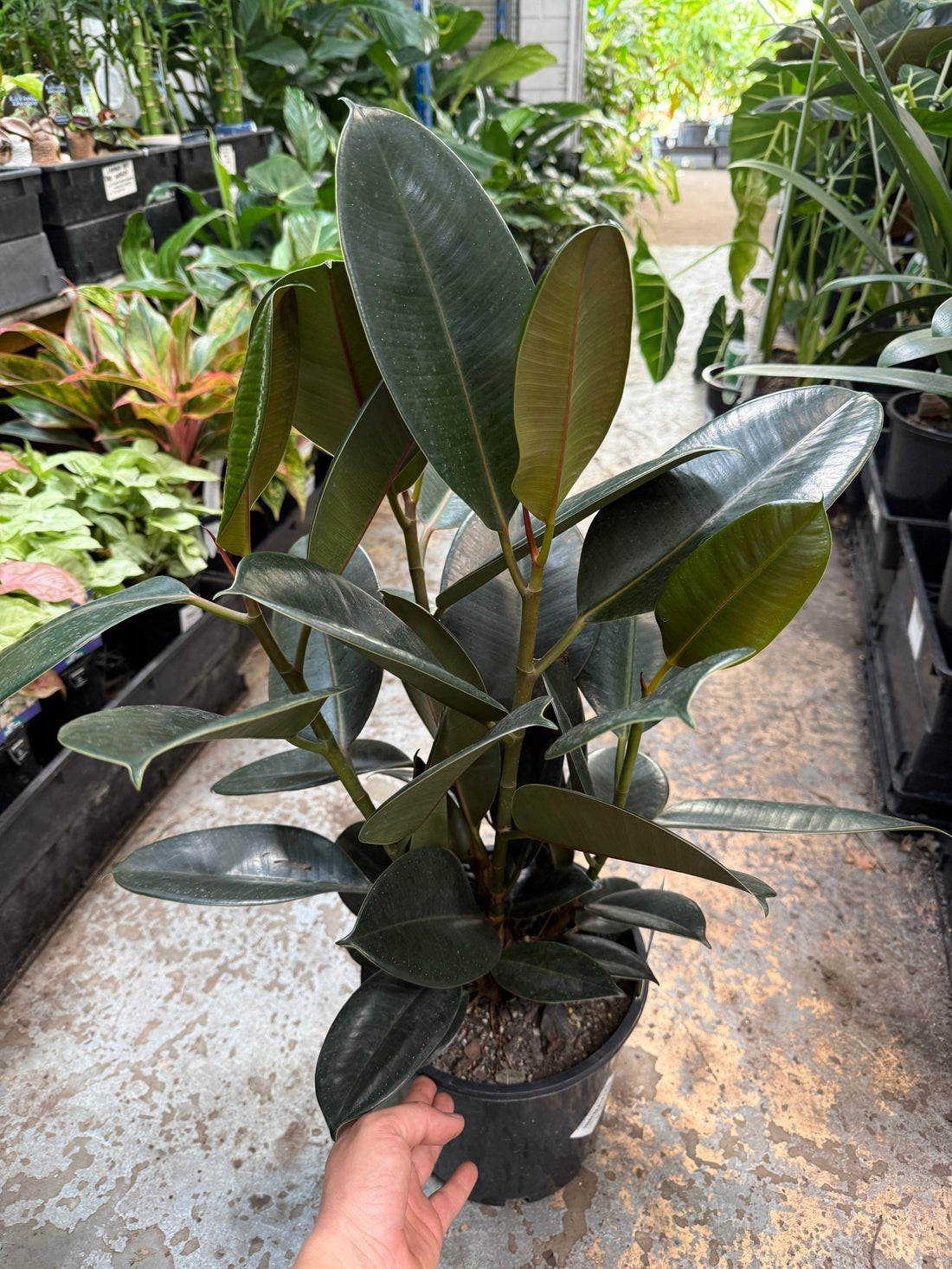 Rubber Plant 'Burgundy' (Ficus elastica) - Large - Ladybird Nursery