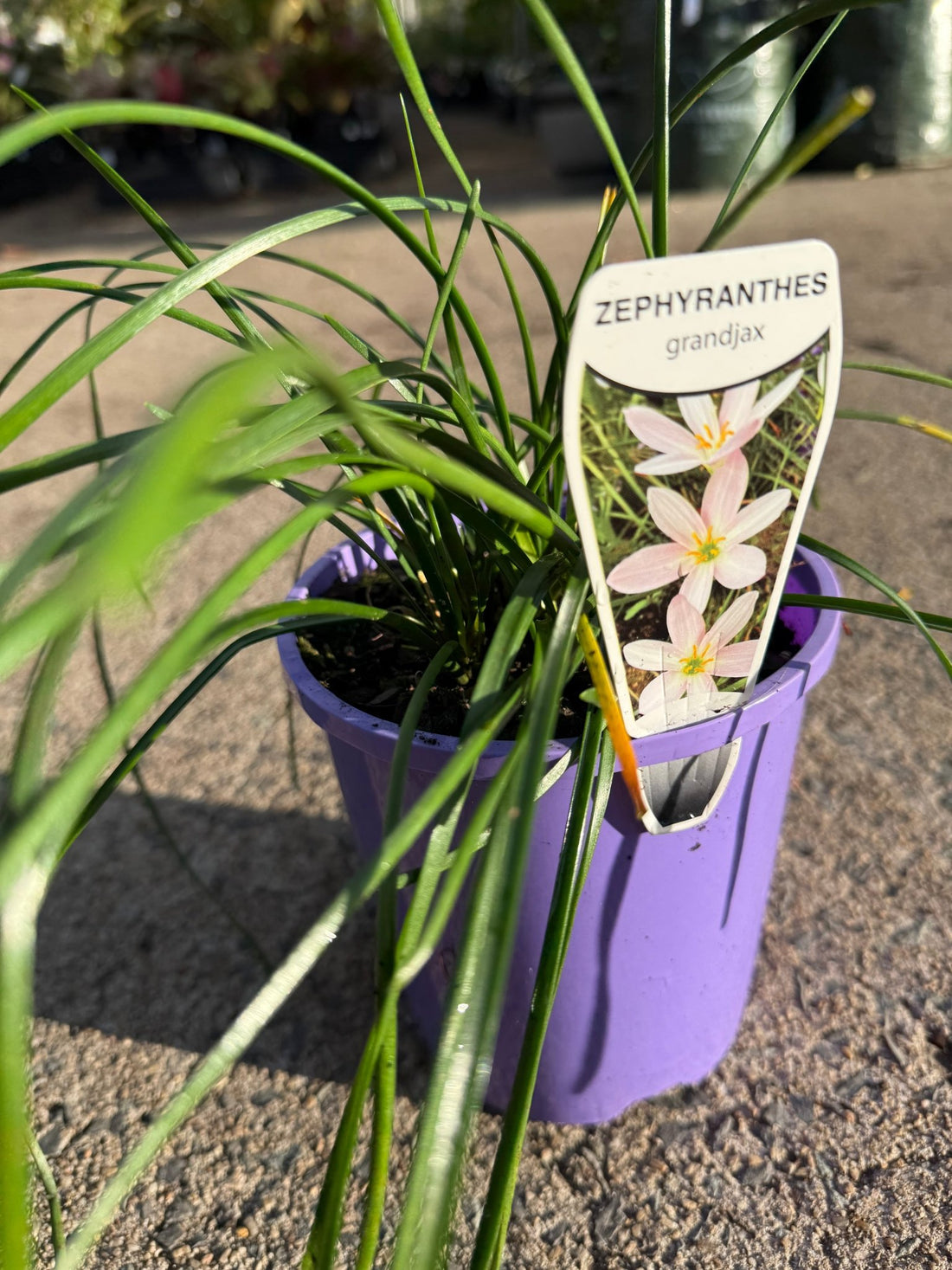Rain Lily Grandjax (Zephyranthes) - Ladybird Nursery